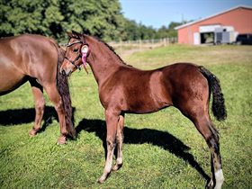 J.S. PRECIOUS SHALLI