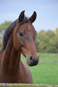 HAMILTON D'ECHALLENS