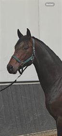 FEDERLEICHT