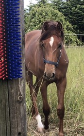 ROSEMARY’S FIRST MOMENT