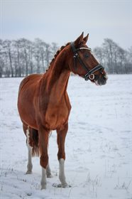 J.S. PRECIOUS MELLOW DREAM