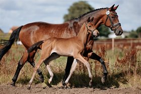 DRINA HASSERISGAARD®