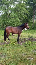 KIRSEBÆRGÅRDENS ALBERTE