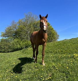 PENNY LANE