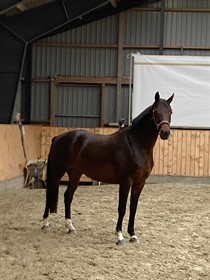 HØJGAARDENS SANKT THOMAS