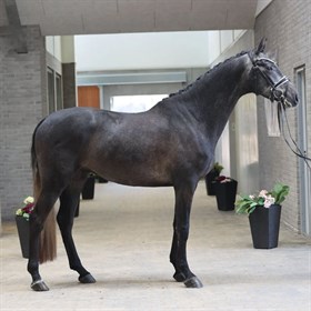 HESSEHOEJ.DK AUKTION