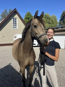 SOLBJERGAARD'S MORNINGSTAR