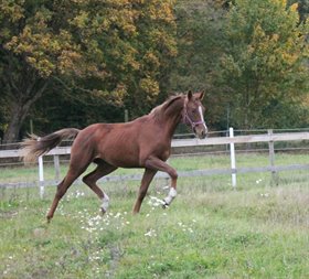 SVANEGAARDENS BOLERO