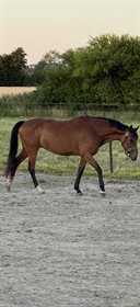 HOLTEGÅRDENS LONG TALL SALLY