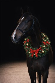 FIREHØJES SANS BENITO