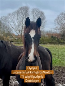 BJERGS PRIMA OLYMPIA