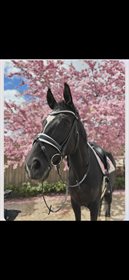 SPANGGAARDS BELLE AMIE