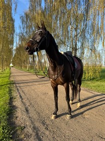 BØGEVANGS LADY BALINA