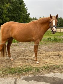 MØLGAARDSMINDE'S SOFFY UNIQUE