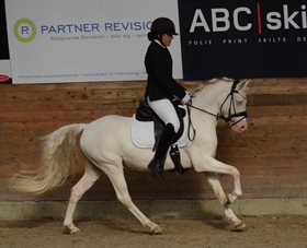 CASHELLA'S CLASSIC SHELBY