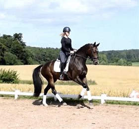 DRISDAL'S MISS DUCHESSE