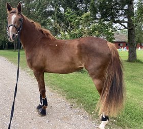 DROSTGAARD'S DIMONTA