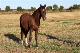 SKOVLUNDEGÅRDS SPIRIT