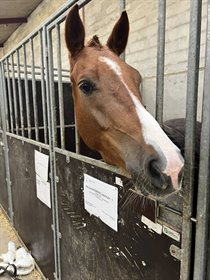 MØLGAARDSMINDE'S BENTLEY