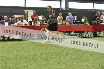 163793_bkn_01__BKN7199.JPG