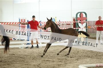 175056_mlm_01_R62_0916.JPG