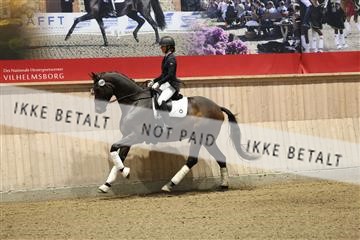 175676_avh_01_R62_4343.JPG