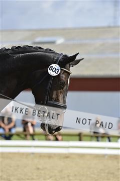 136195_abo_01__AB16284.JPG