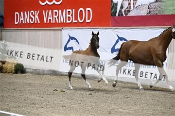 181957_kbb_01_Z096941.JPG
