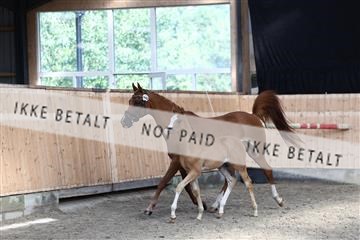 181757_avh_01_8085.JPG
