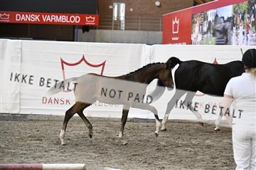 181754_kbb_01_Z093555.JPG