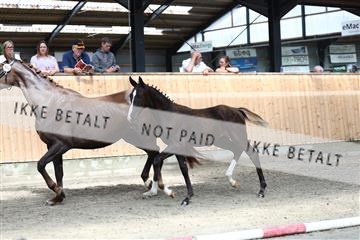 181757_avh_01_7365.JPG