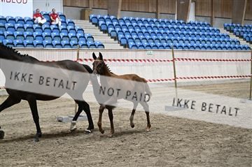 181754_kbb_01_Z094018.JPG