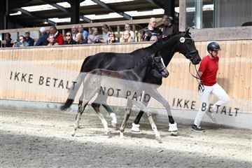 181757_avh_01_6829.JPG