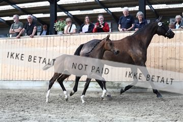 181757_avh_01_8387.JPG