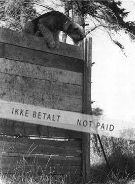 Enid hund over plankeværk.jpg