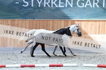 181866_avh_03_0577.JPG