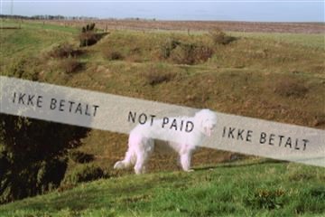 Enid hvid hund bakker.jpg