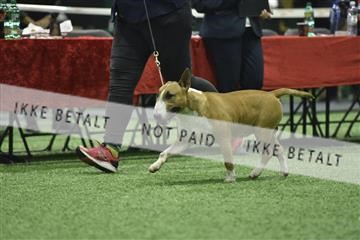 163793_bkn_01__BKN9017.JPG