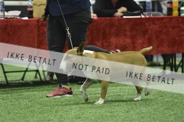 163793_bkn_01__BKN9019.JPG