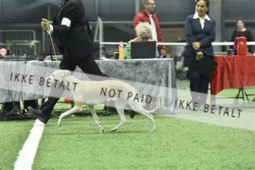 163793_bkn_01__BKN9414.JPG